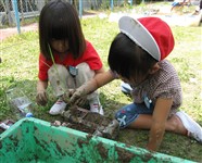 苗を２株植えつける