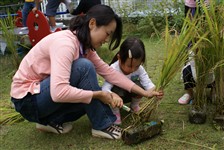 稲刈り状態